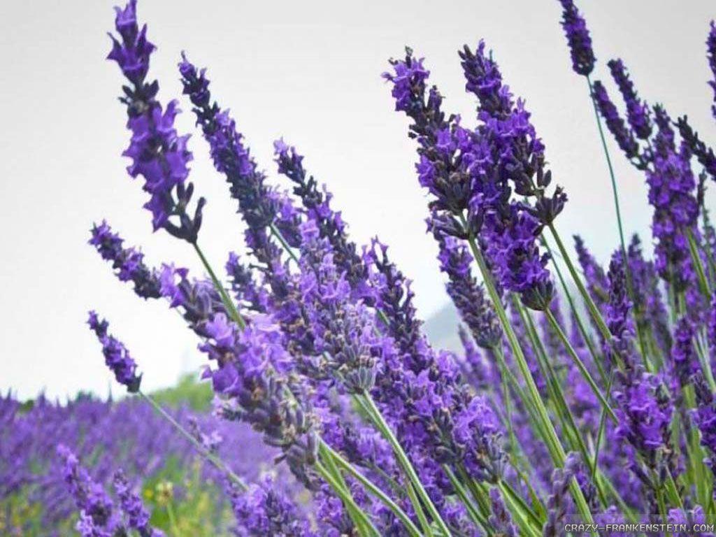 Lavender Flower Wallpapers