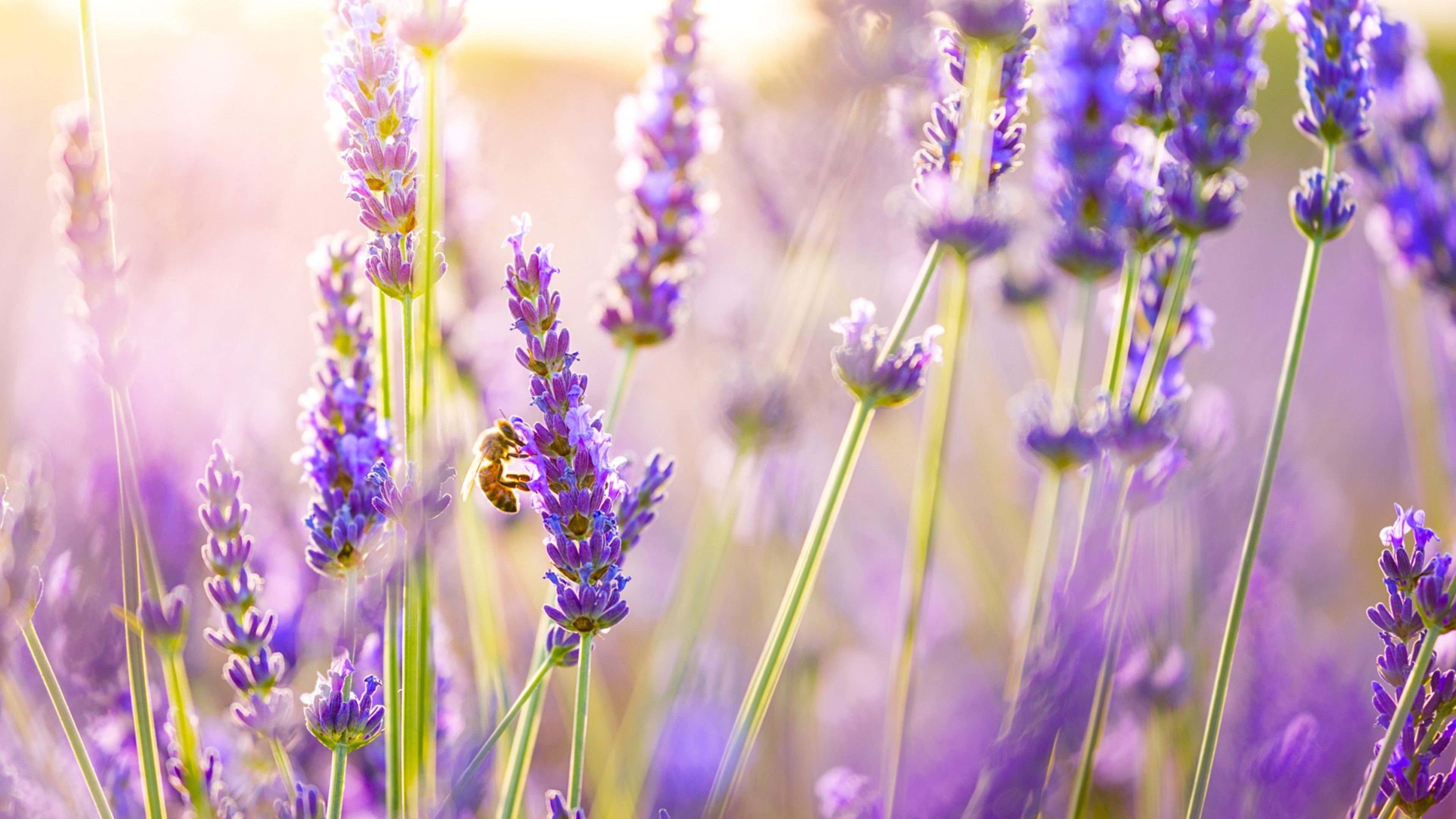 Lavender Flower Wallpapers