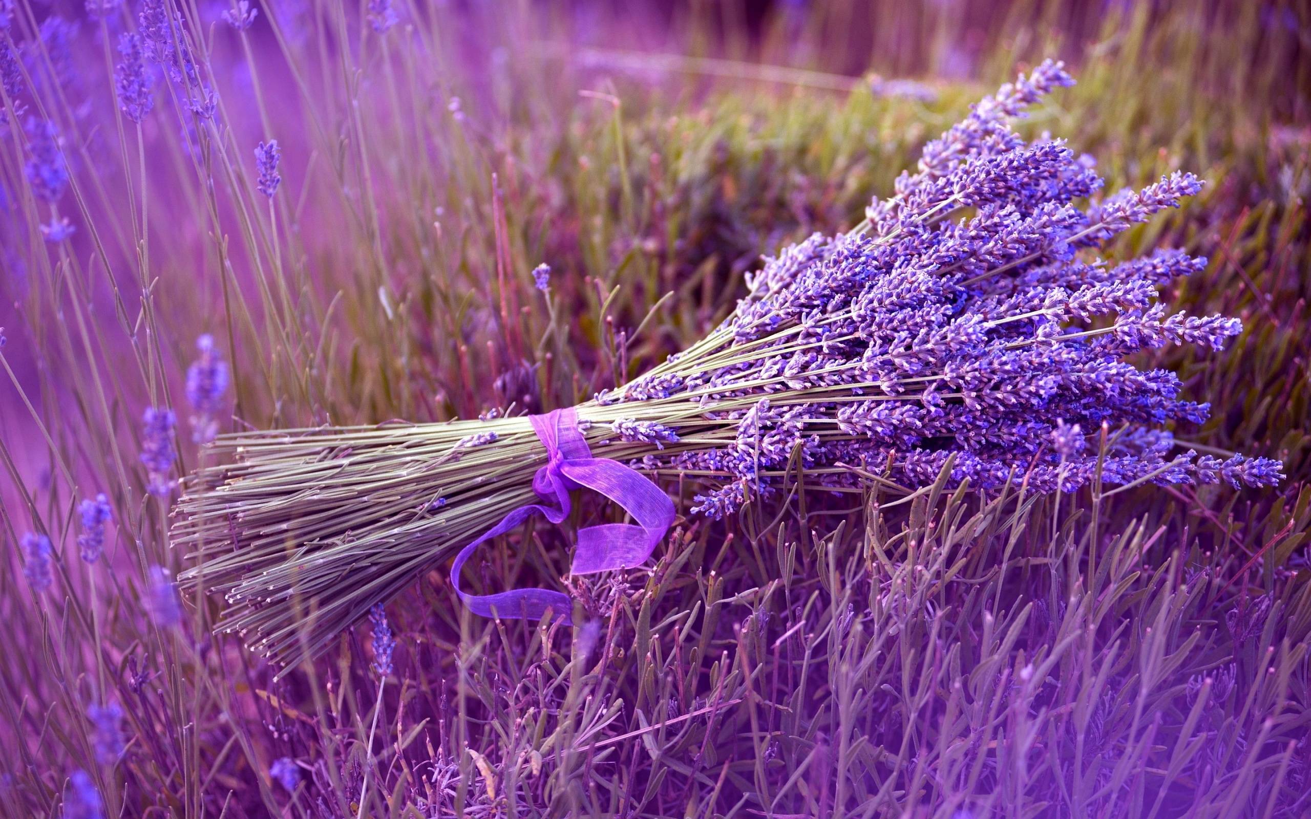 Lavender Flower Wallpapers