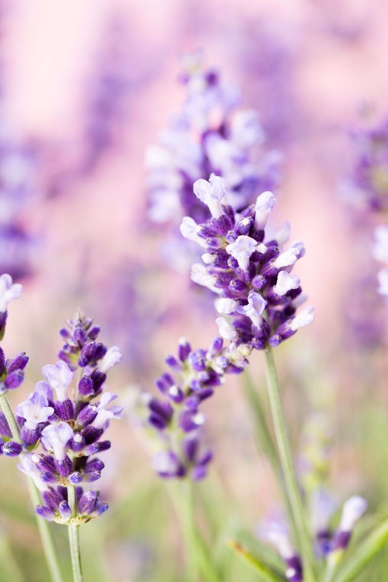 Lavender Flower Wallpapers