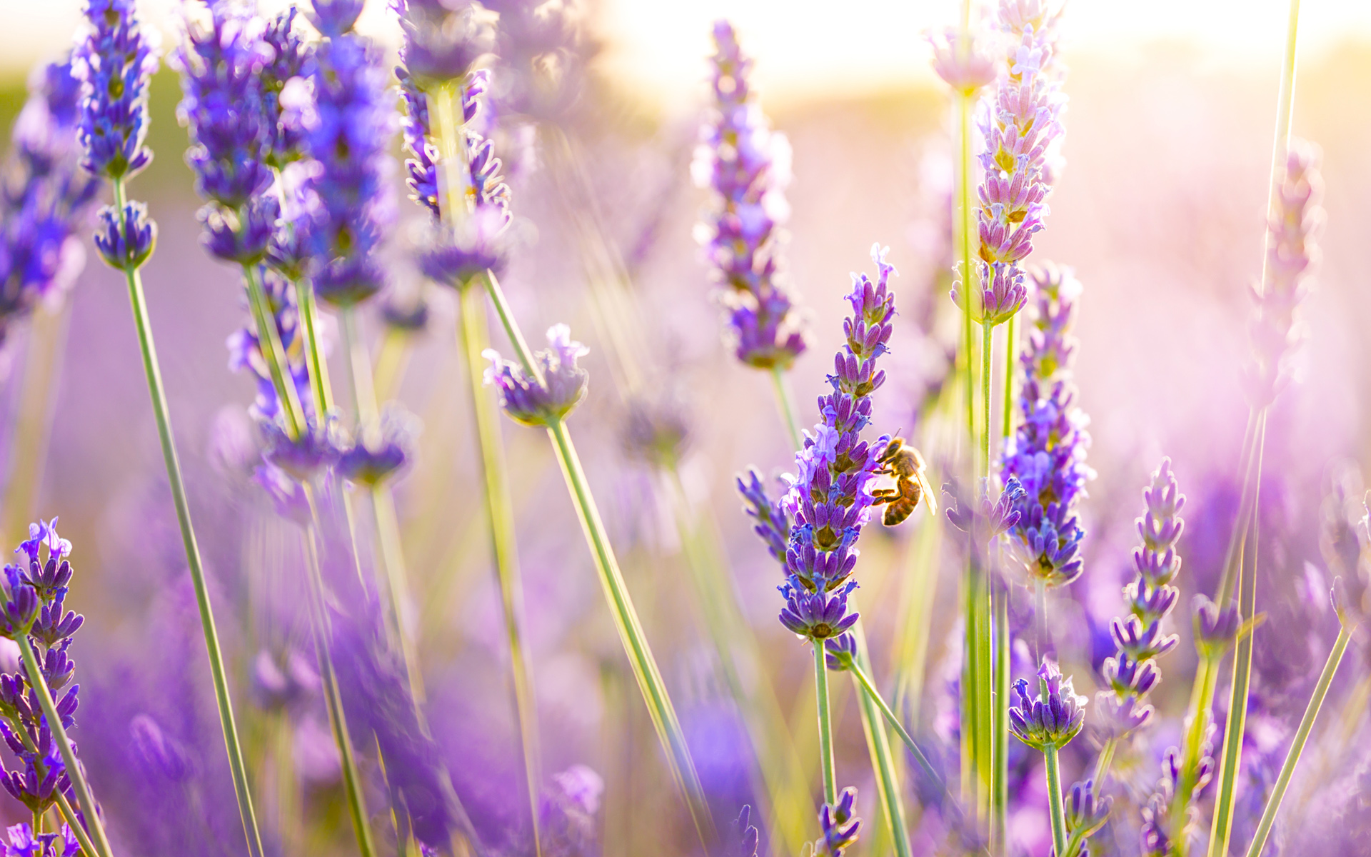 Lavender Flower Wallpapers