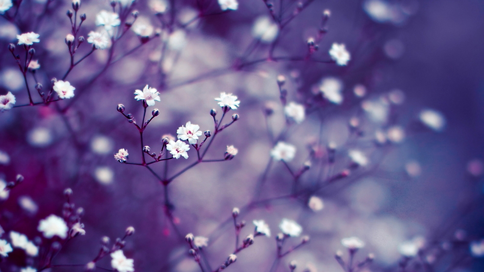 Lavender Flower Wallpapers