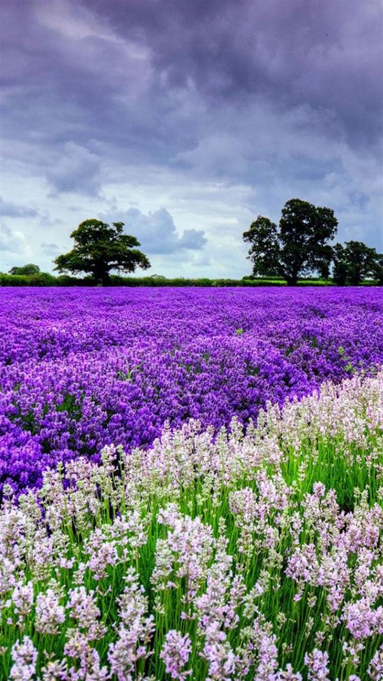 Lavender Flower Wallpapers