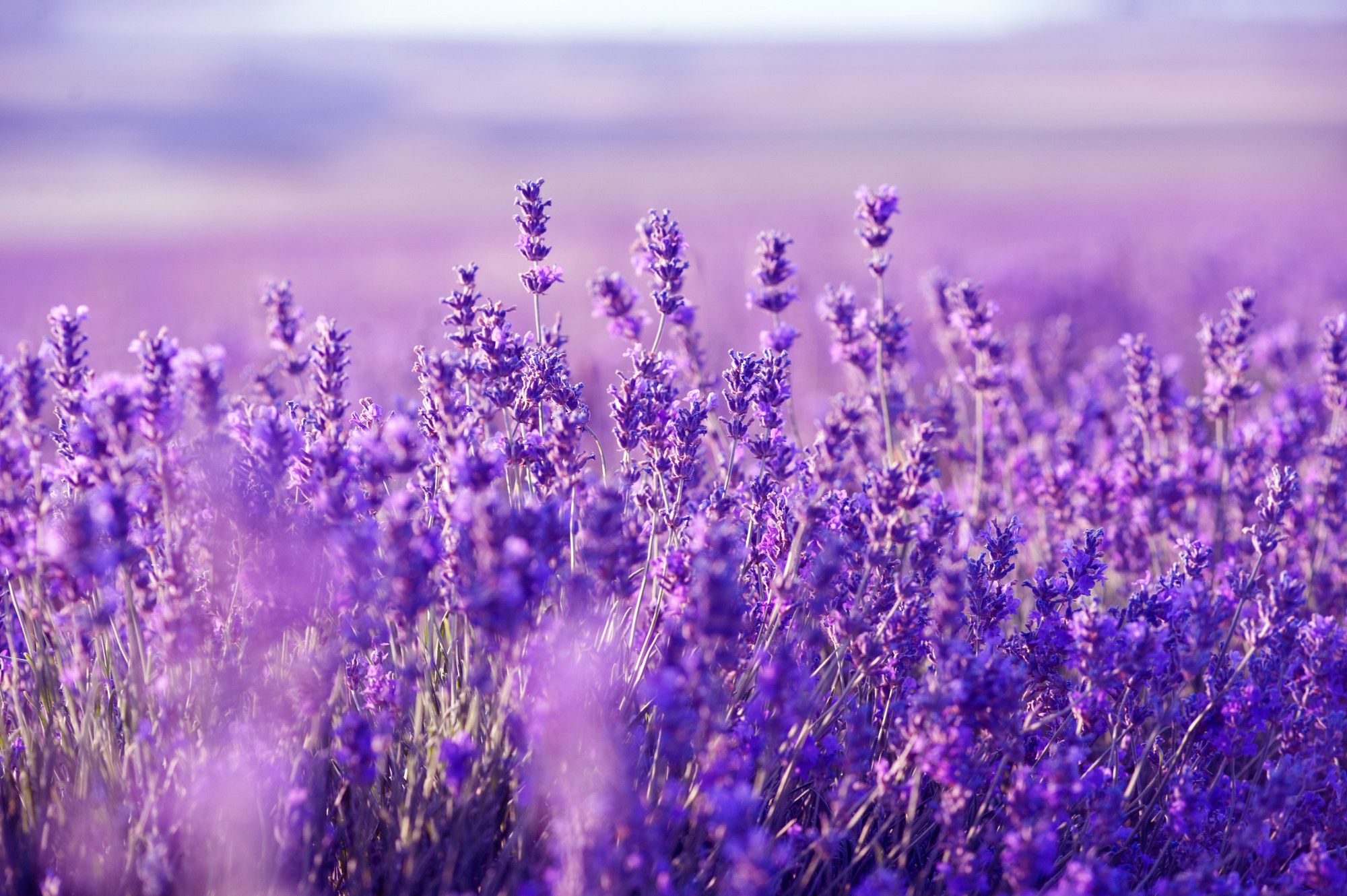 Lavender Desktop Wallpapers