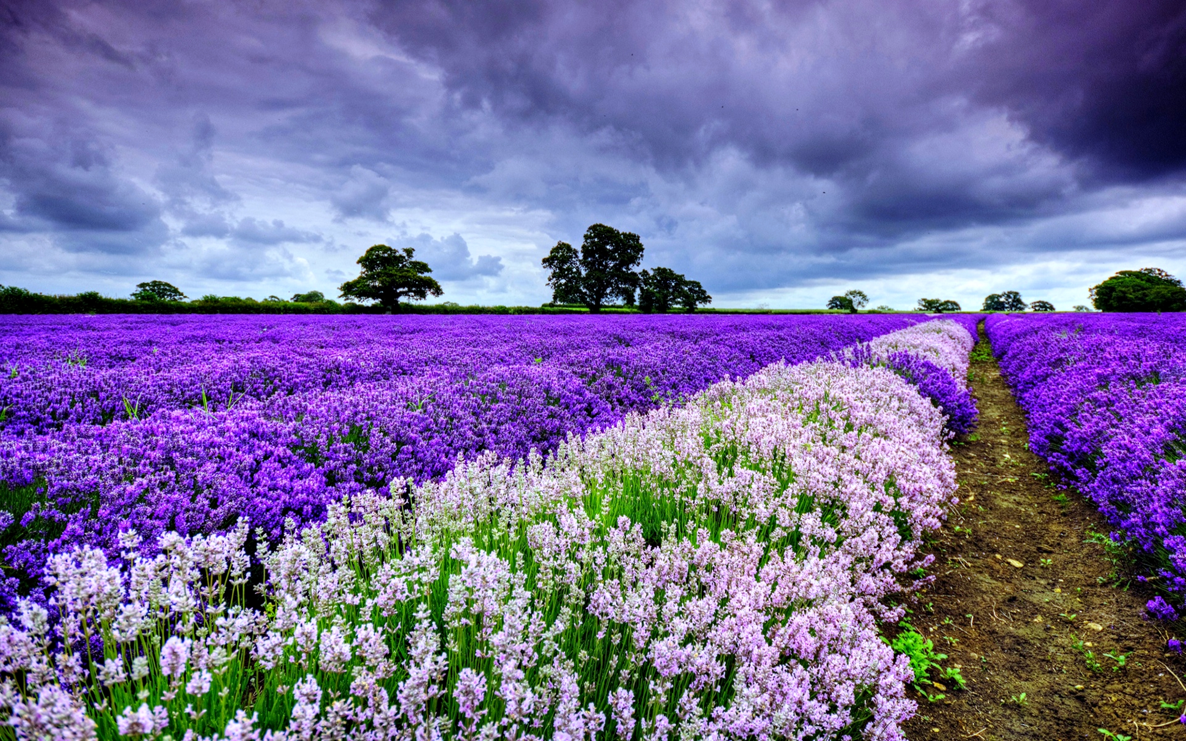 Lavender Desktop Wallpapers