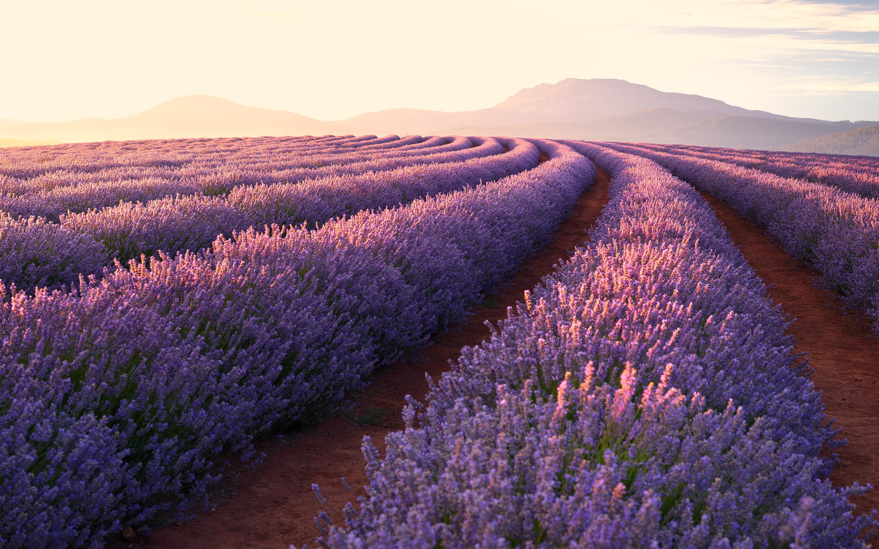 Lavender Desktop Wallpapers