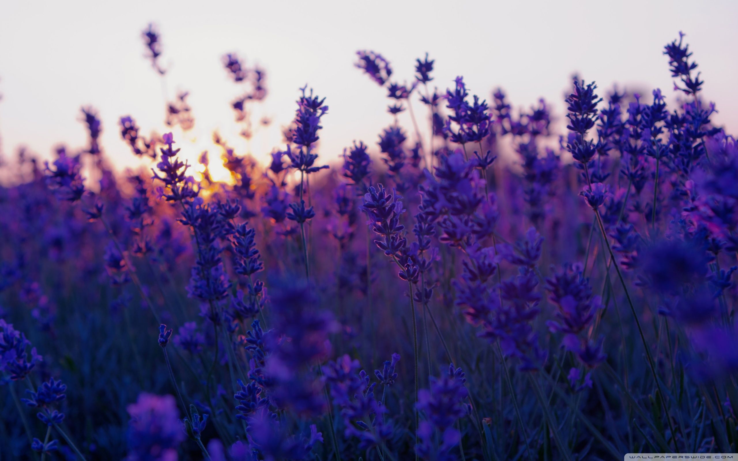 Lavender Desktop Wallpapers