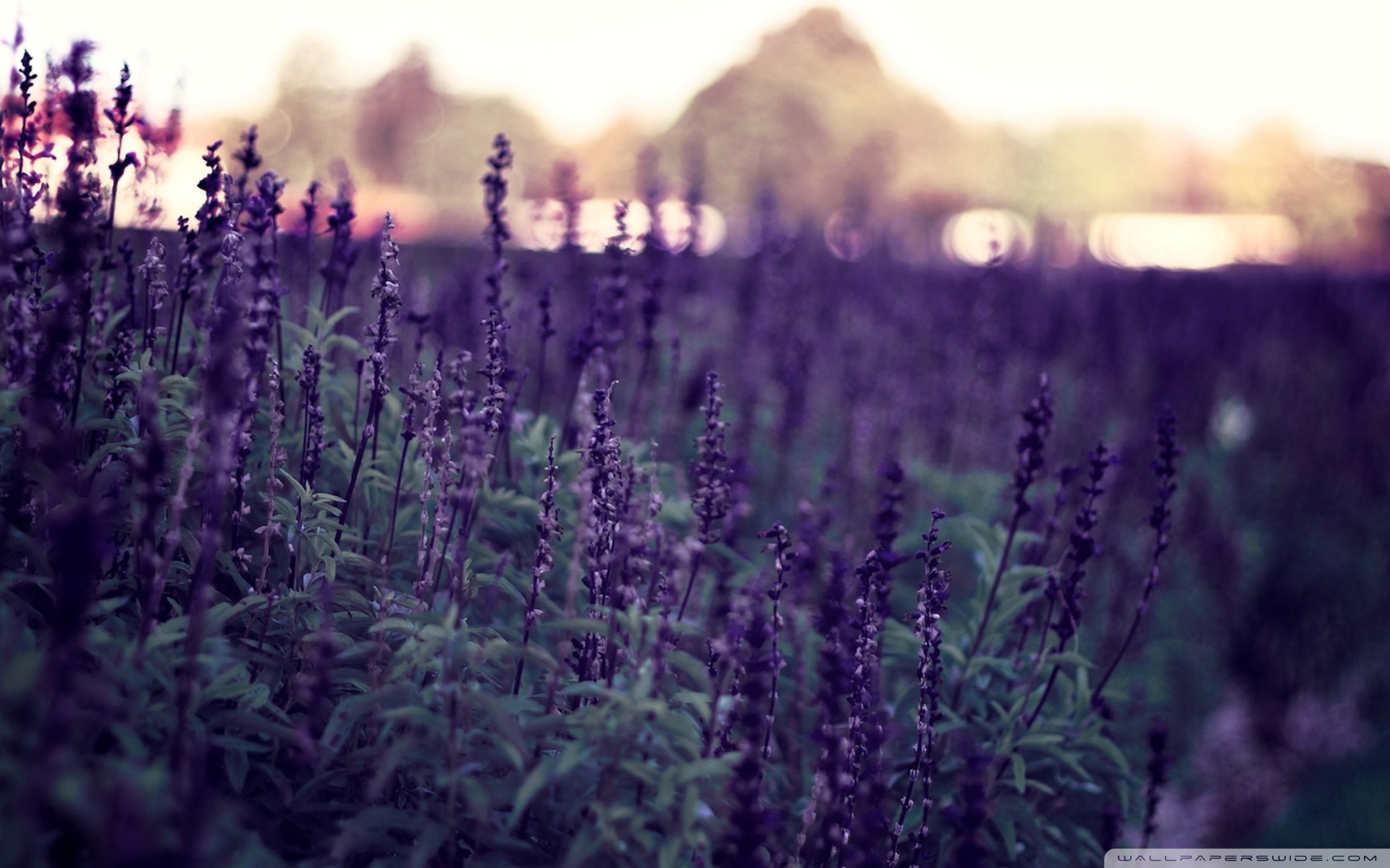 Lavender Desktop Wallpapers