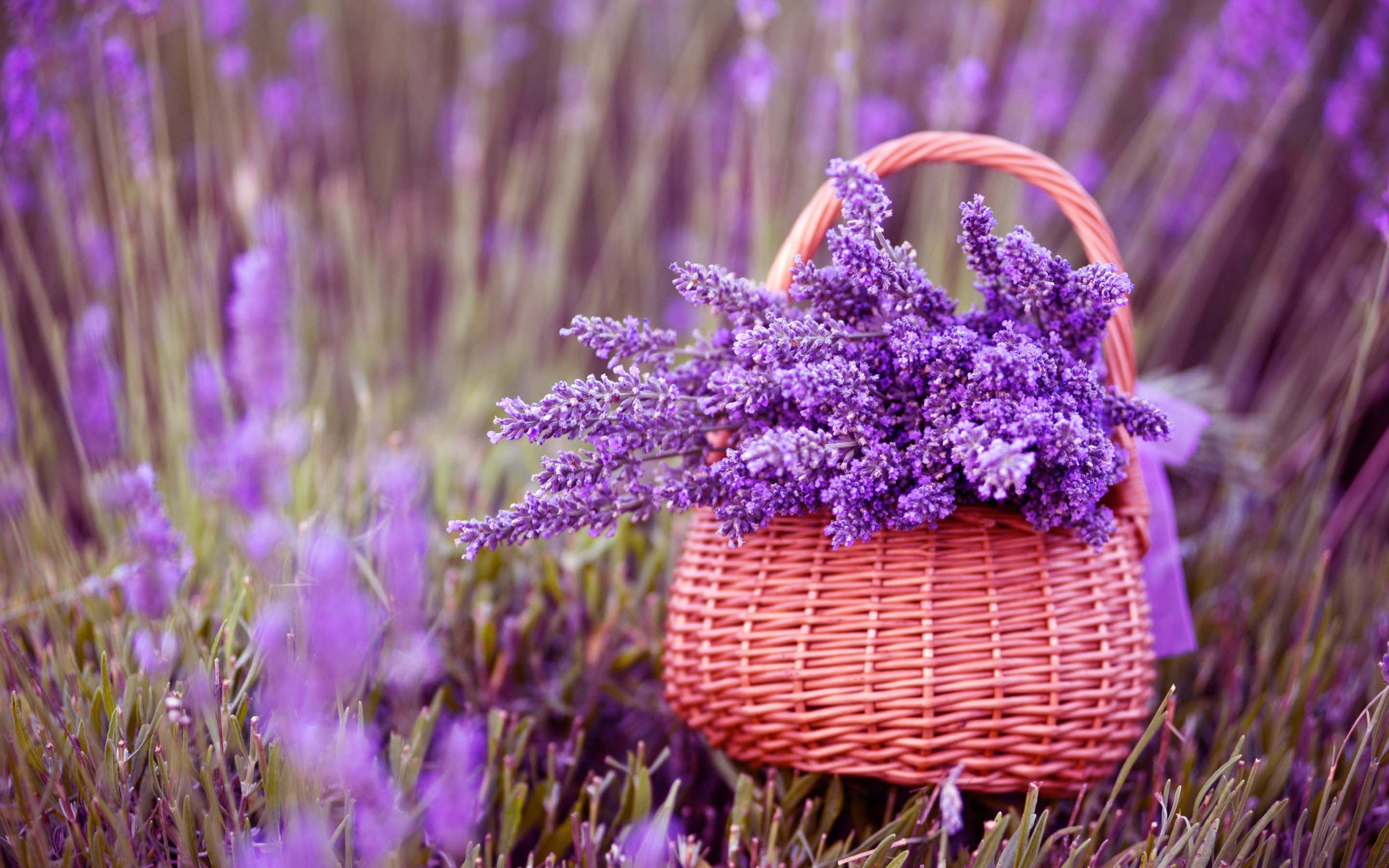 Lavender Desktop Wallpapers