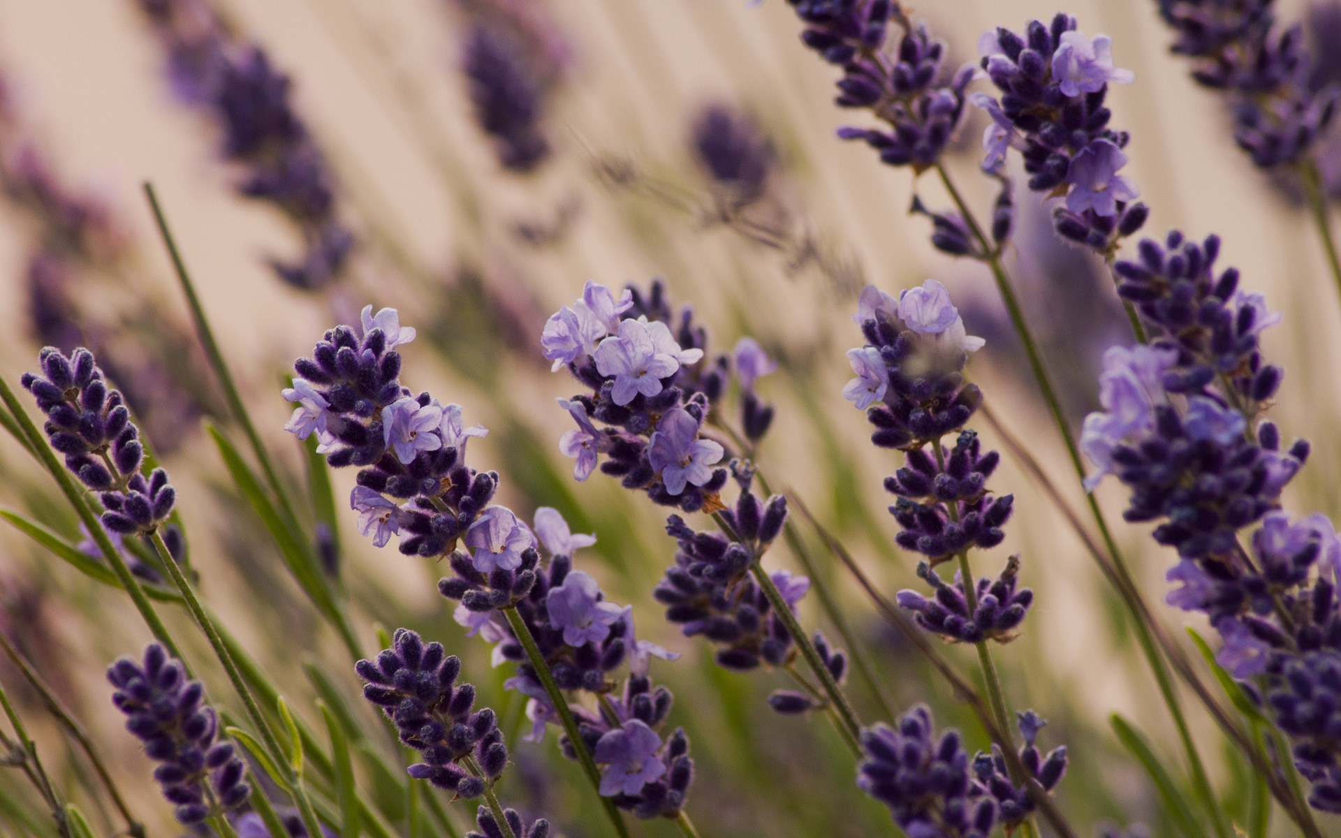 Lavender Desktop Wallpapers