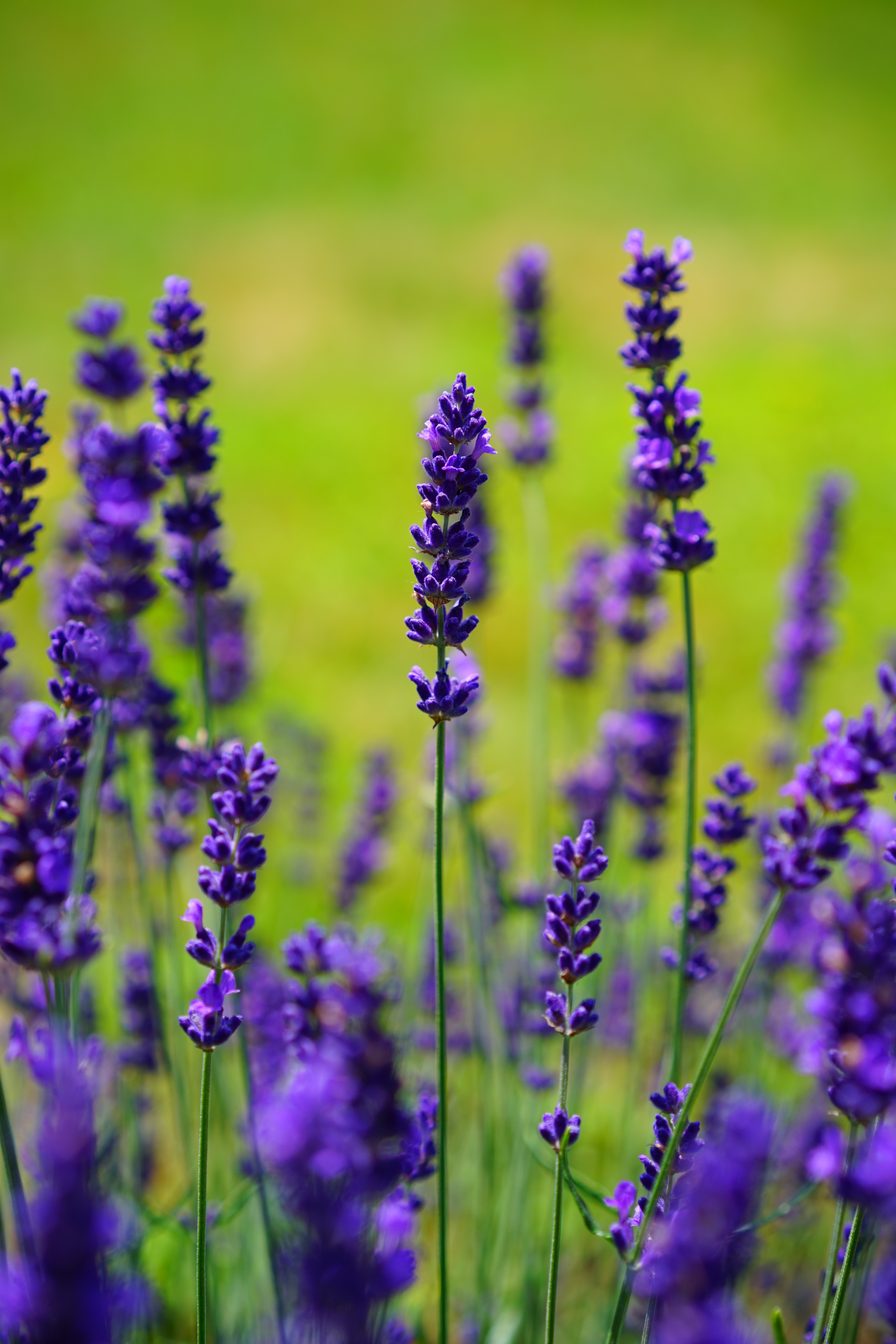 Lavender Desktop Wallpapers