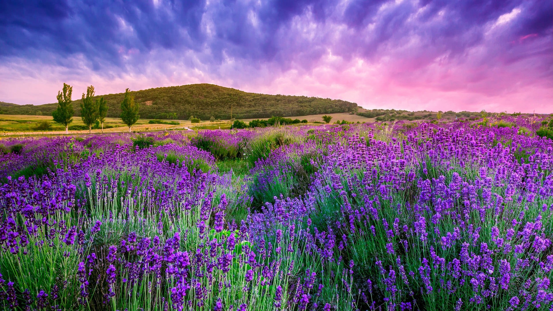 Lavender Desktop Wallpapers