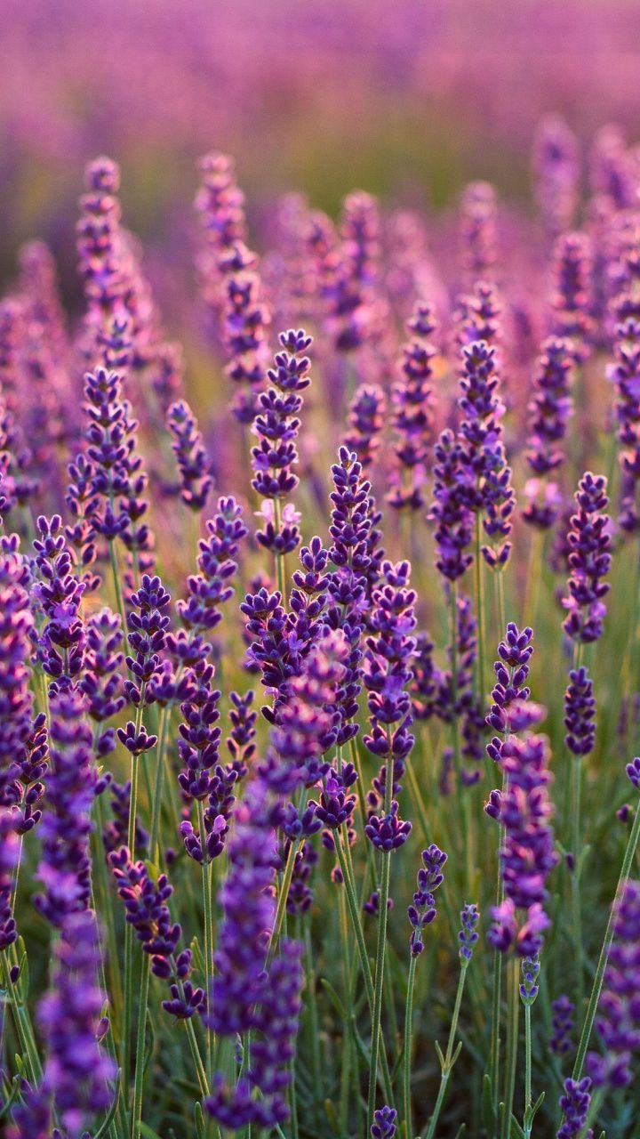 Lavender Desktop Wallpapers