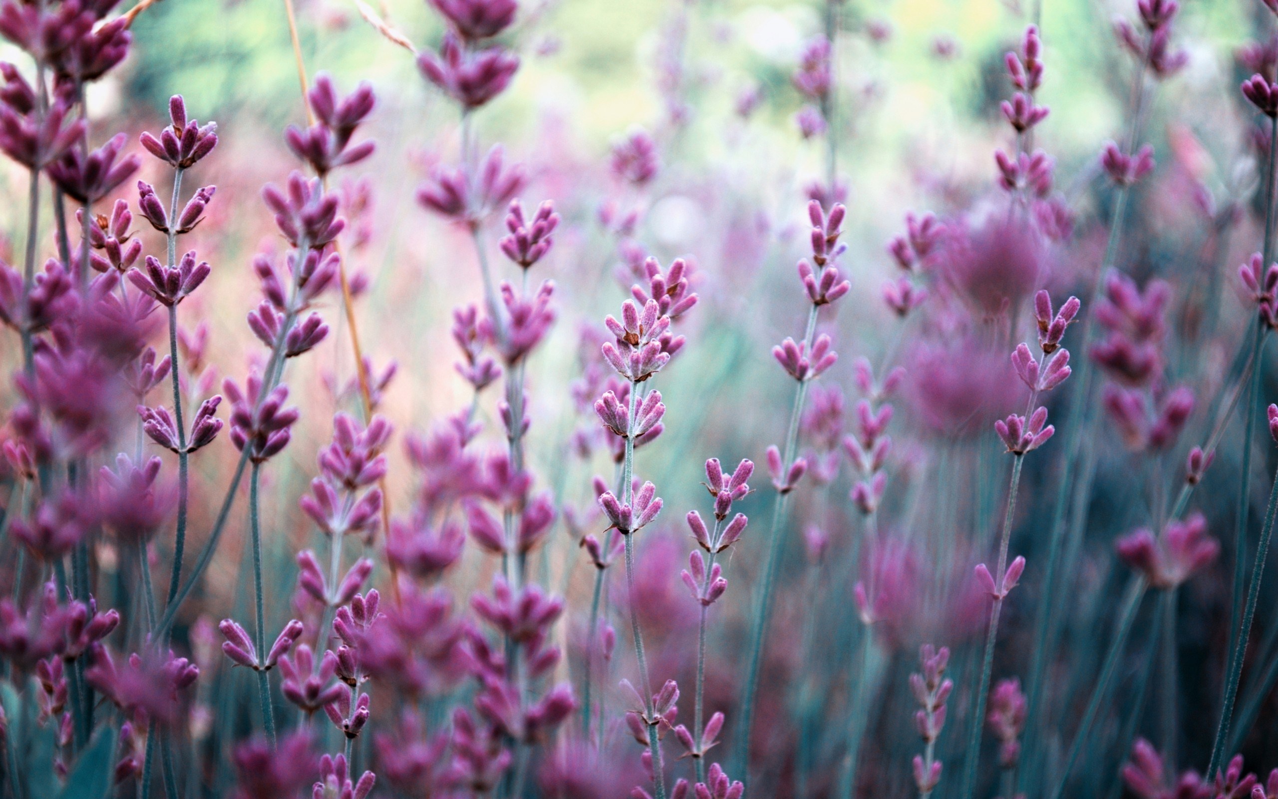 Lavender Desktop Wallpapers