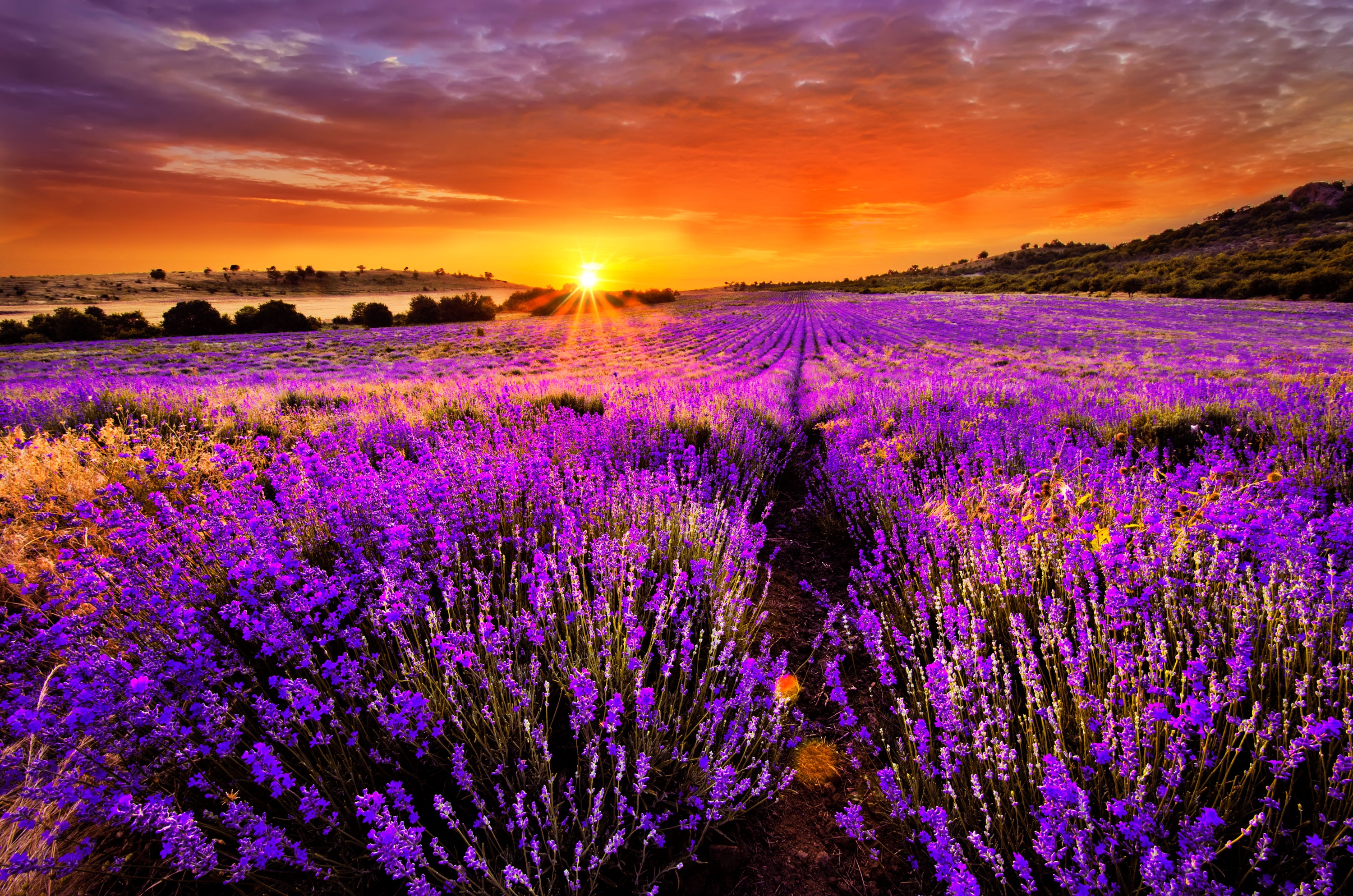 Lavender Desktop Wallpapers