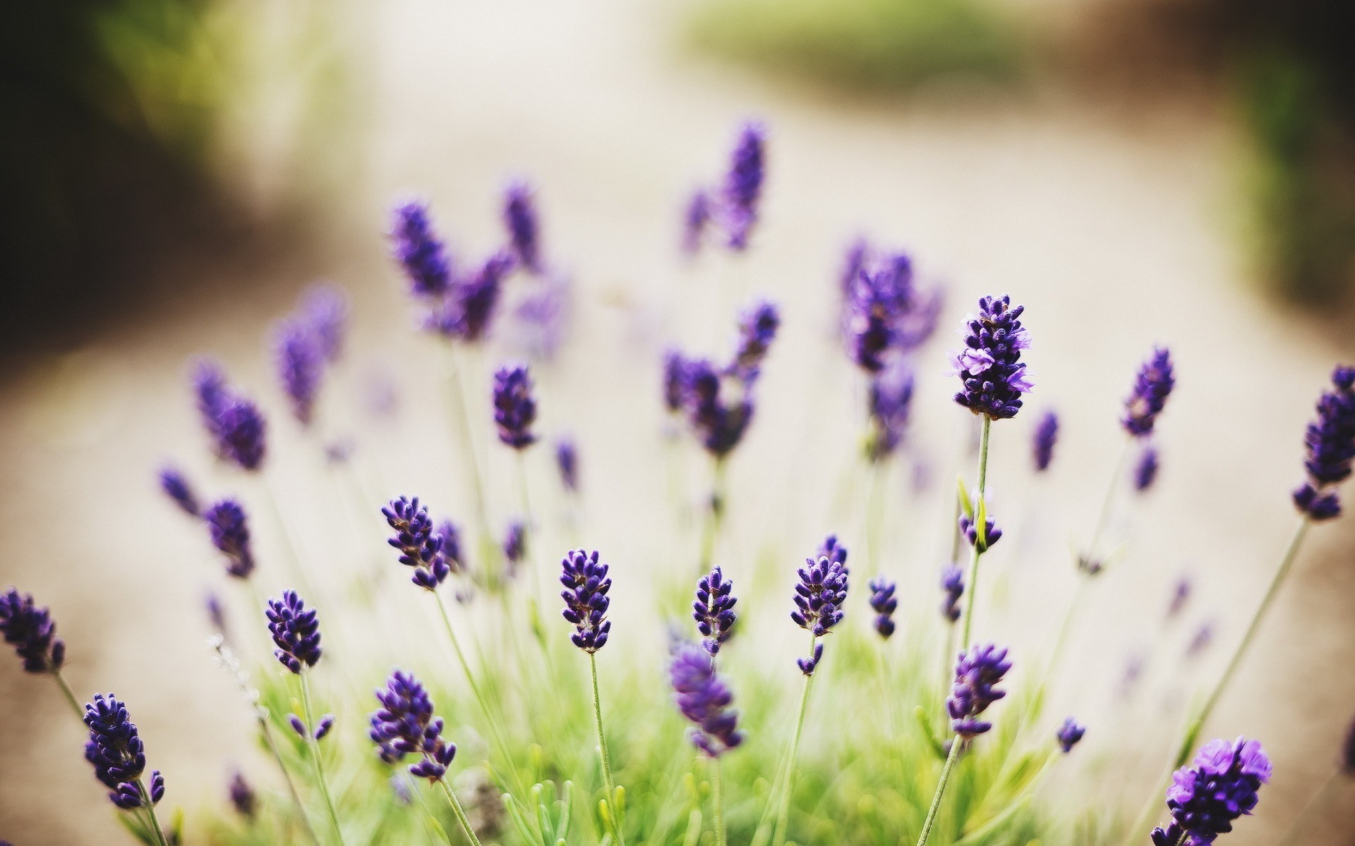 Lavender Desktop Wallpapers