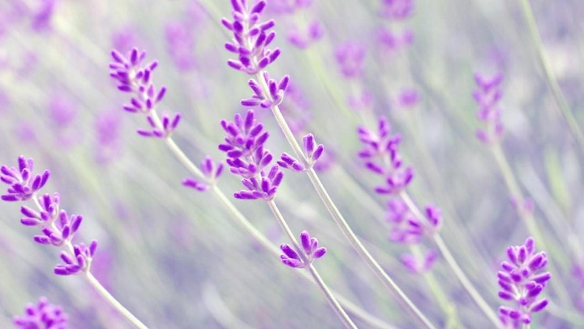 Lavender Desktop Wallpapers