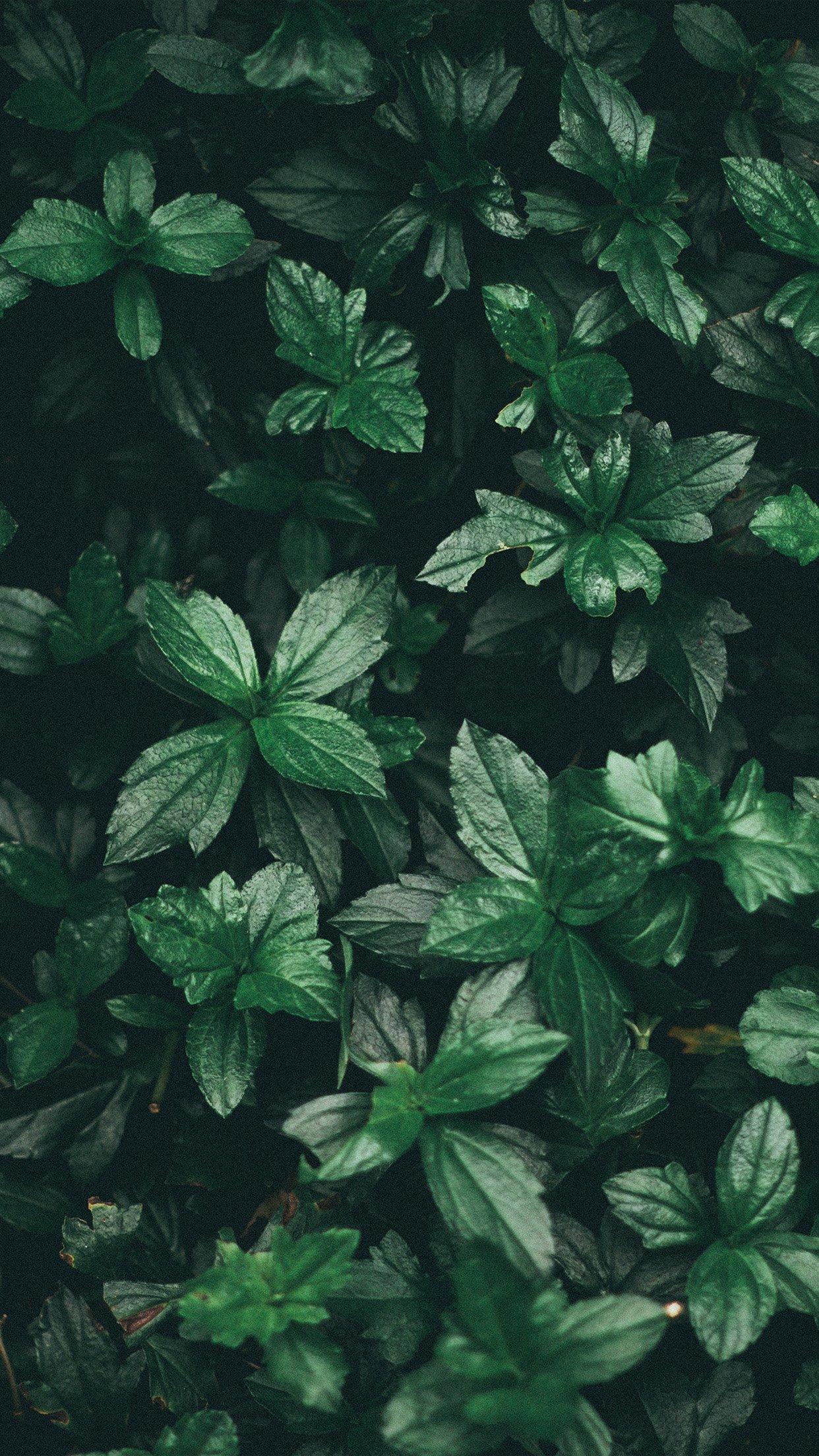 Leaf Iphone Wallpapers