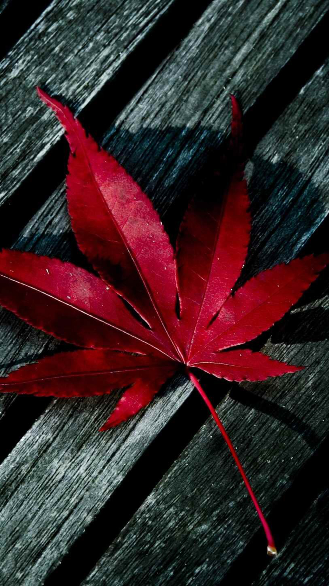 Leaf Iphone Wallpapers