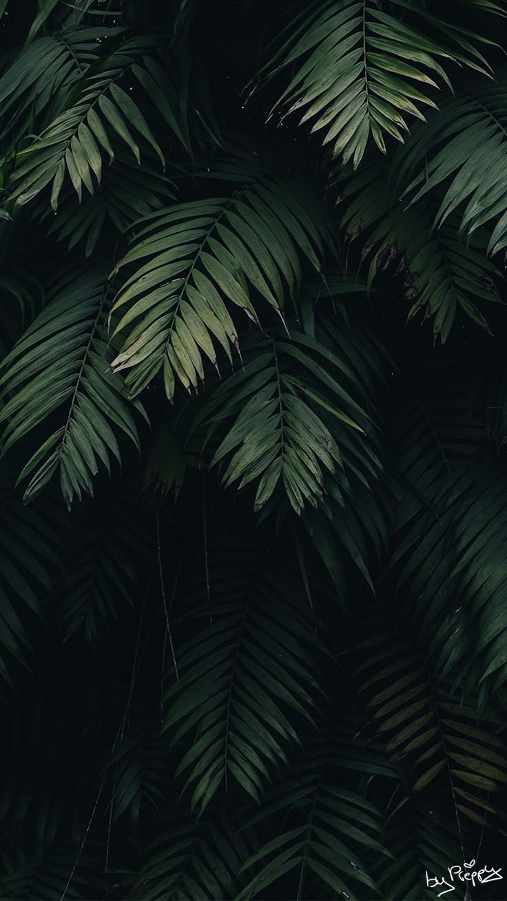 Leaf Iphone Wallpapers