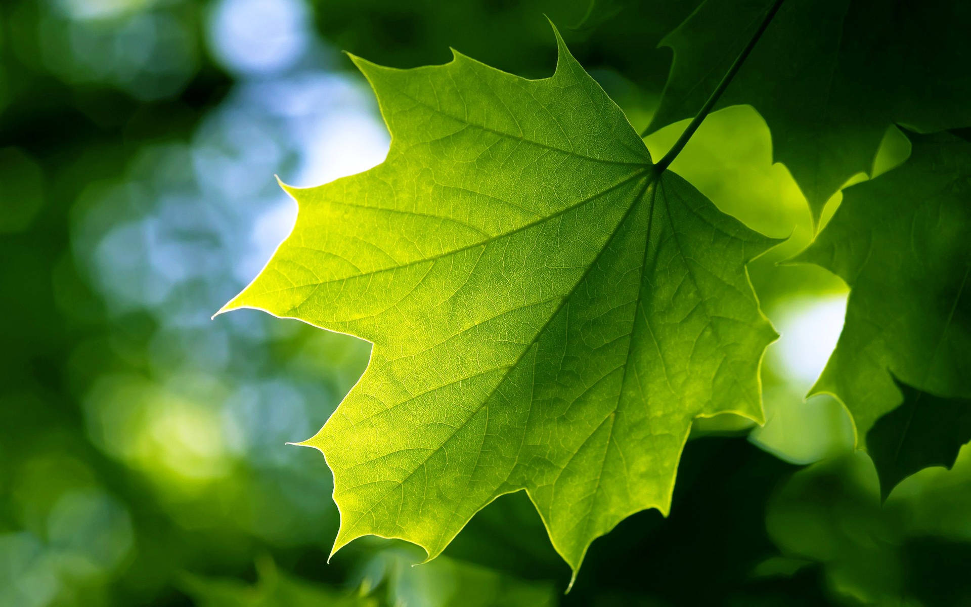 Leaves Desktop Wallpapers