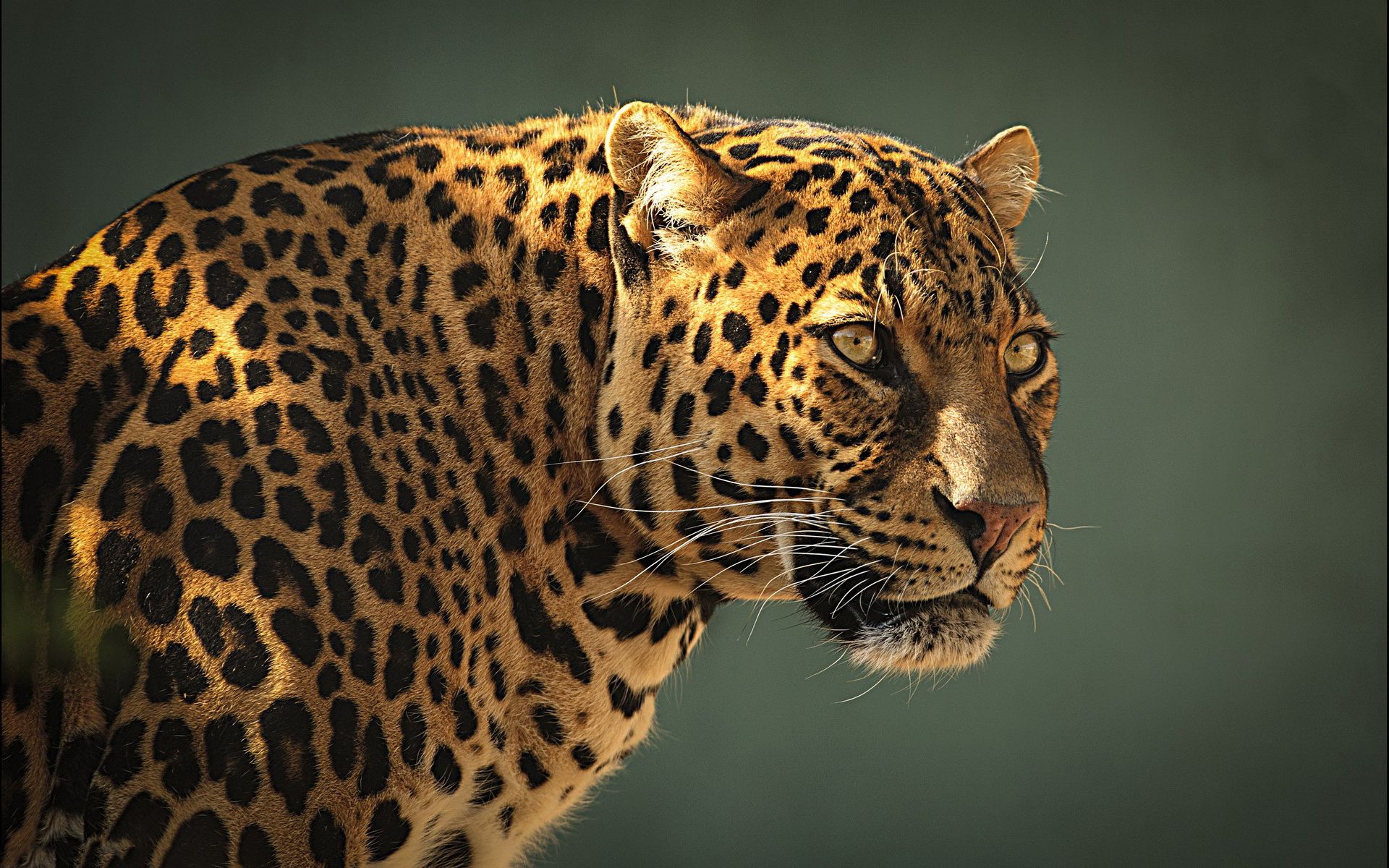 Leopard Screensaver Wallpapers