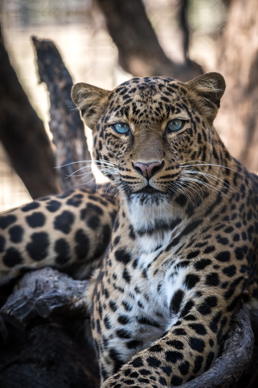 Leopard Hd Wallpapers