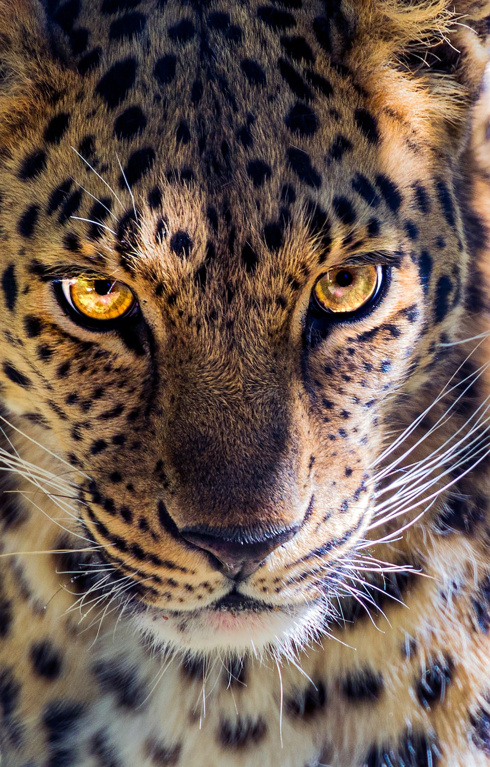 Leopard Hd Wallpapers