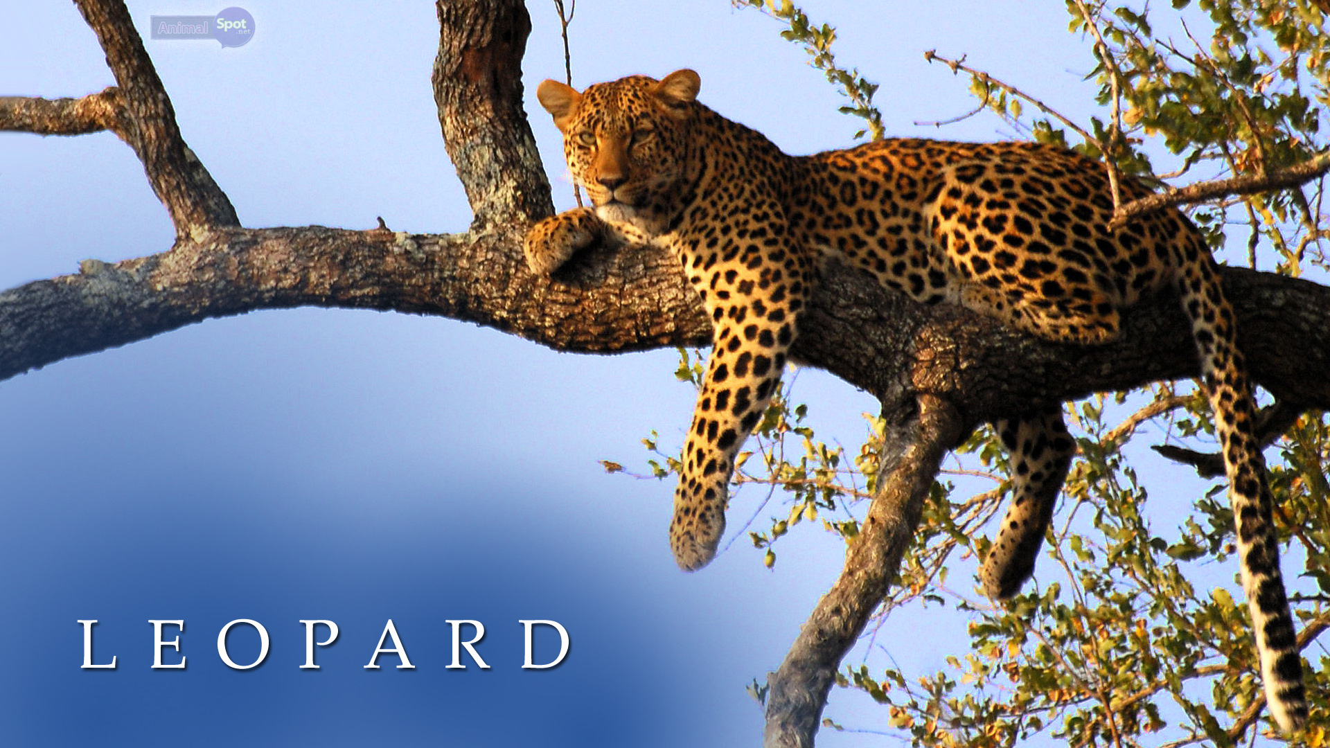 Leopard Hd Wallpapers