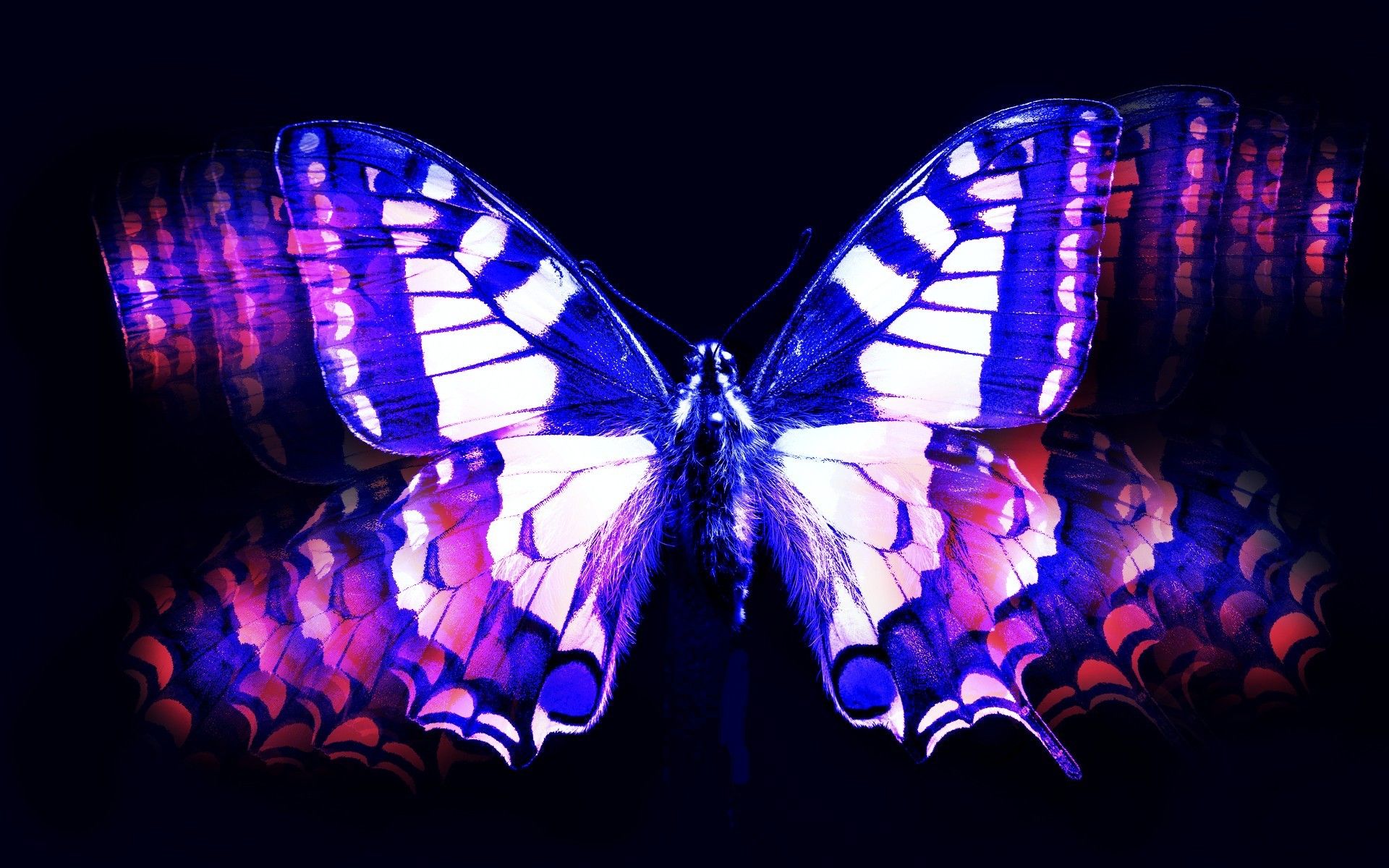 Light Purple Butterfly Wallpapers