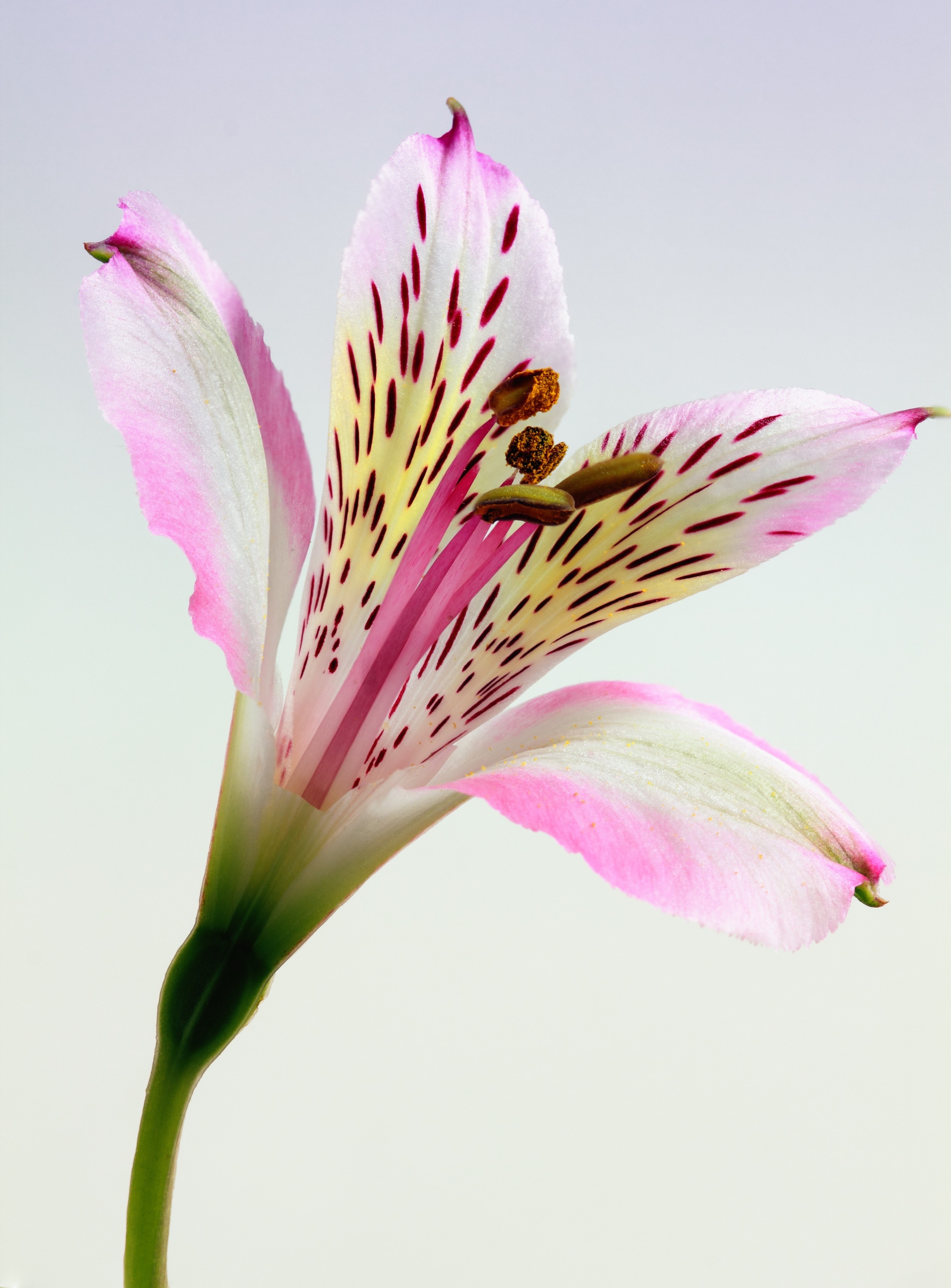 Lily Flower Wallpapers