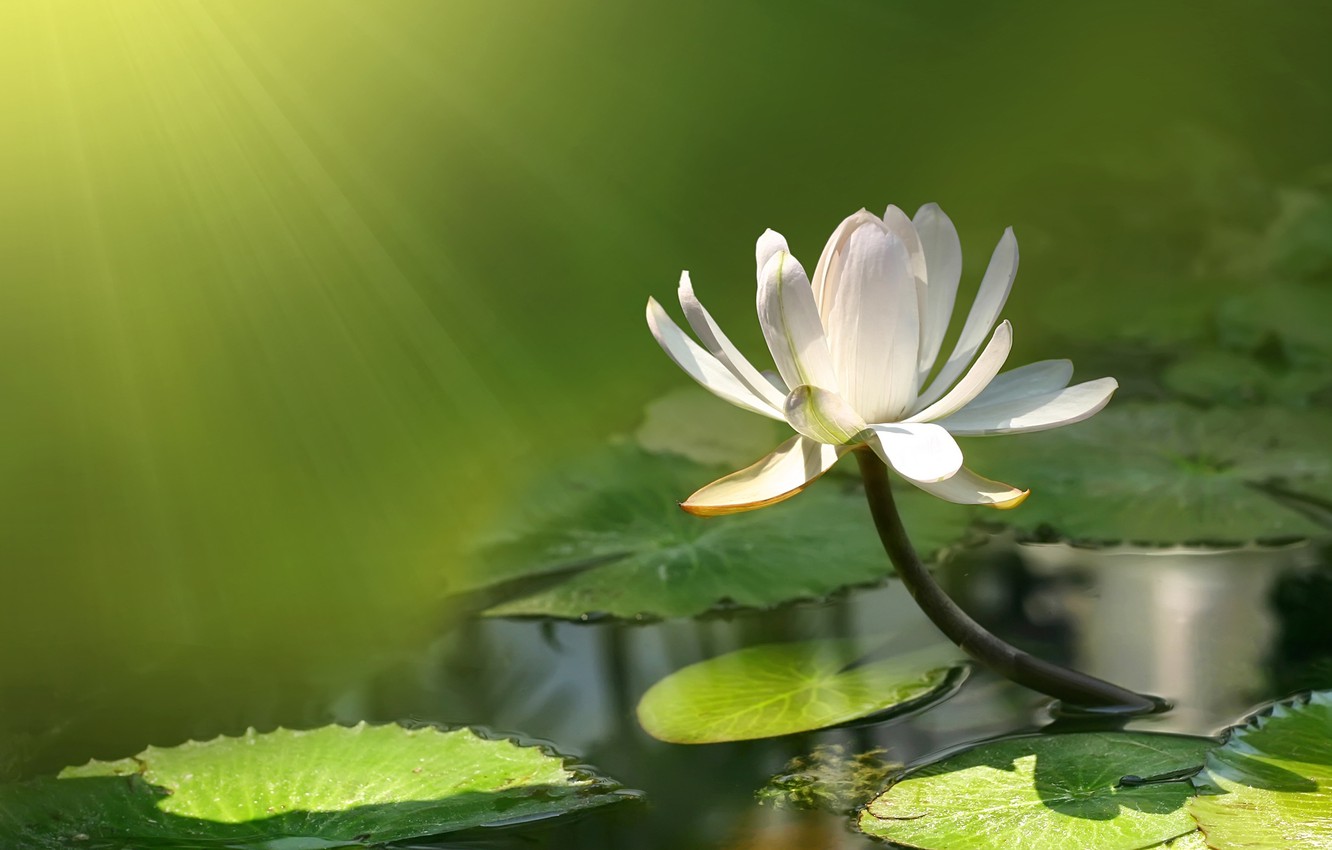 Lily Flowers Pic Wallpapers