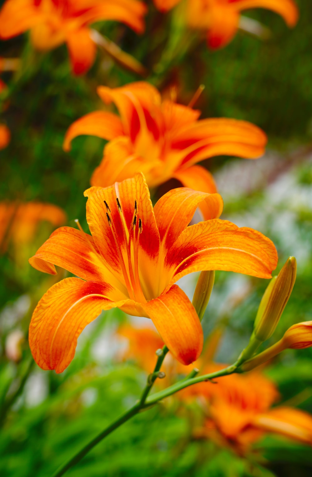 Lily Flowers Pic Wallpapers