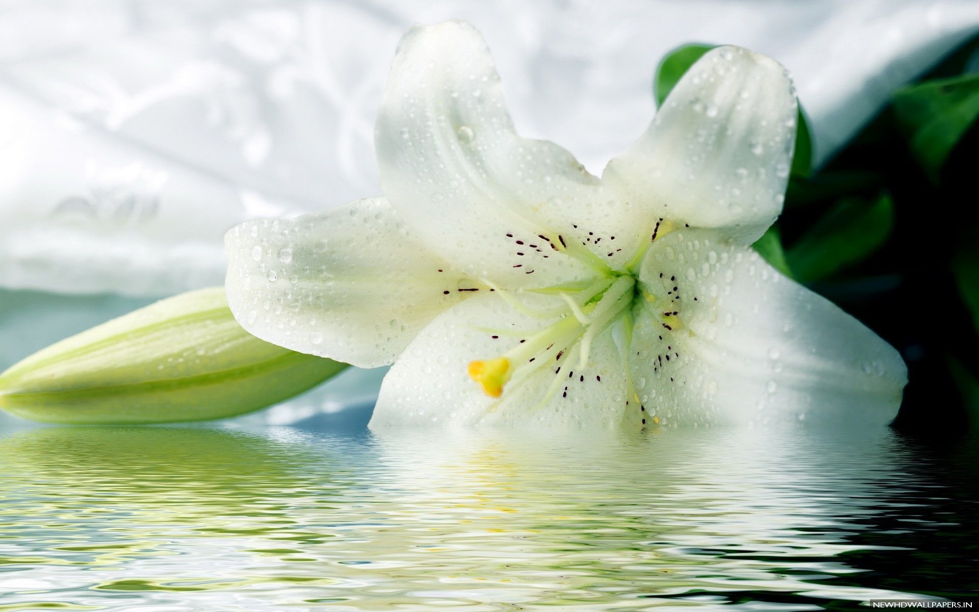 Lily Flowers Pic Wallpapers