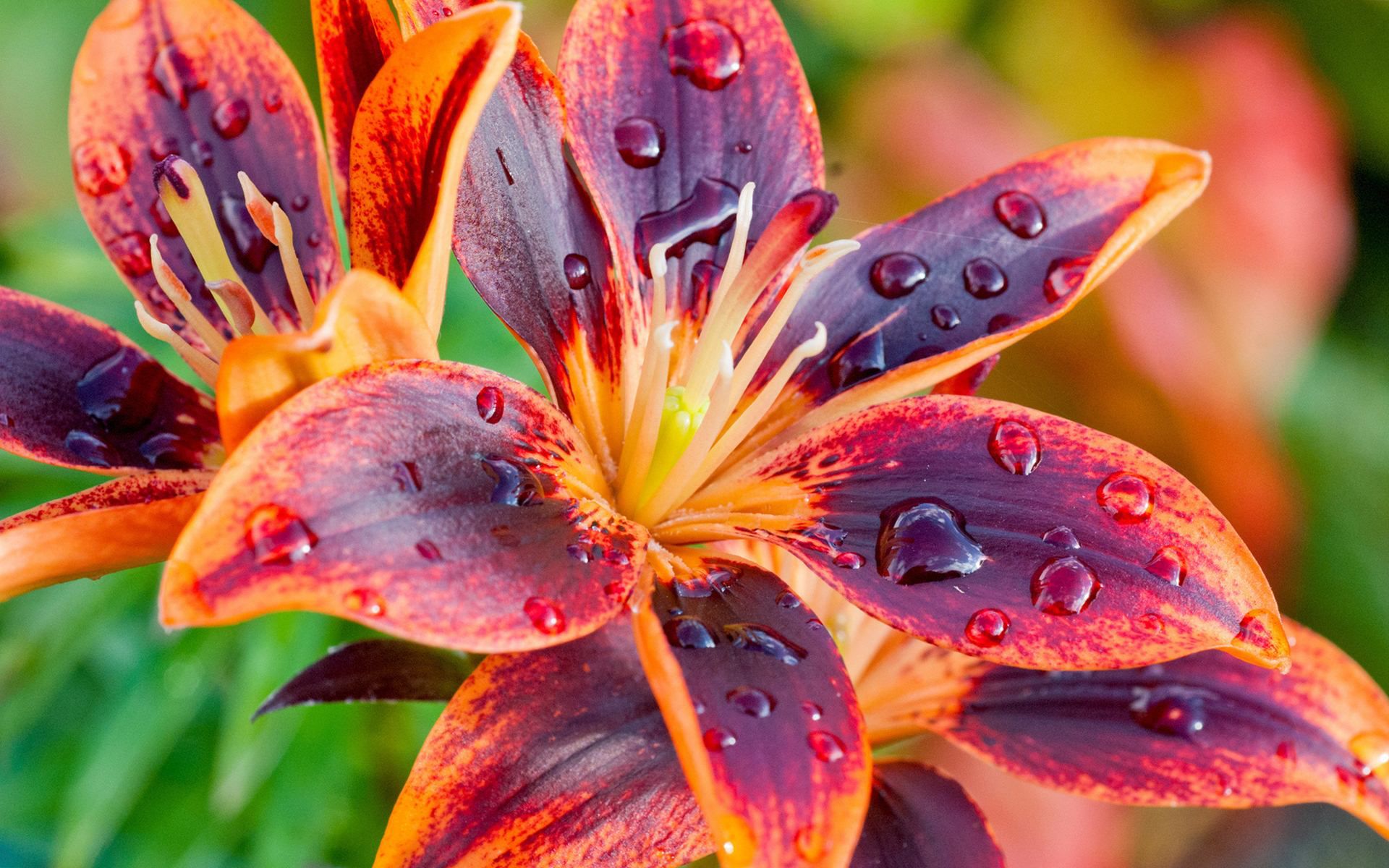 Lily Flowers Pic Wallpapers