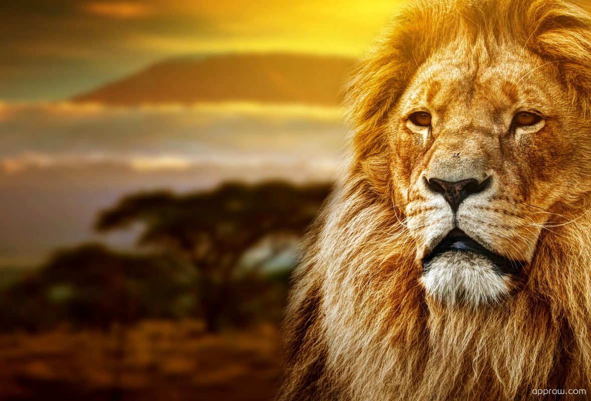 Lion Face Wallpapers