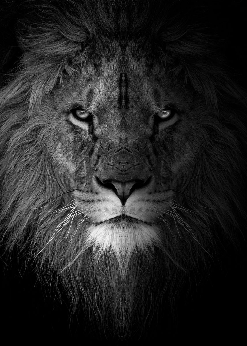 Lion Face Wallpapers