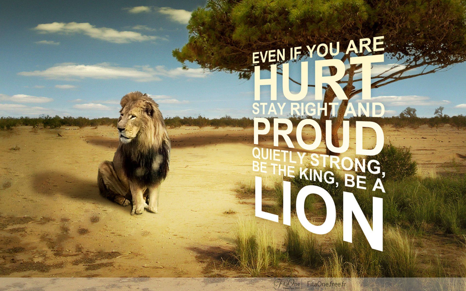 Lion Quotes Wallpapers