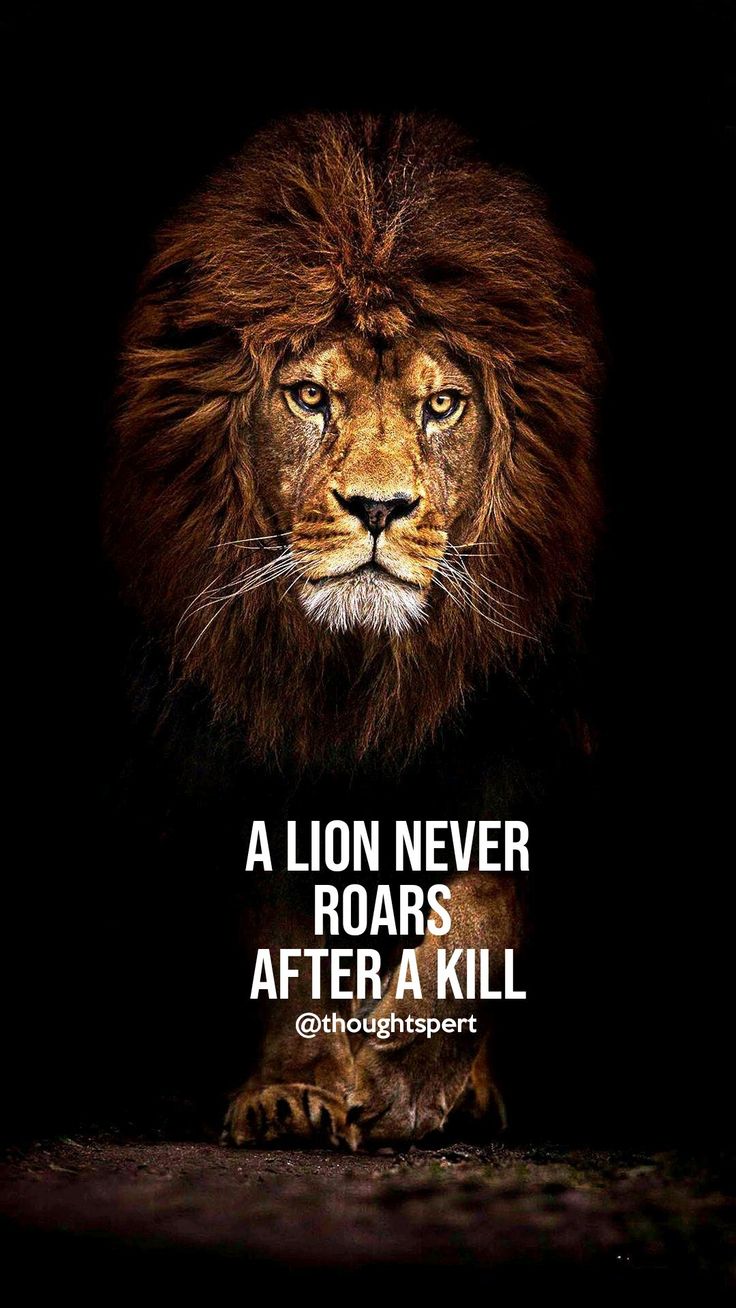 Lion Quotes Wallpapers