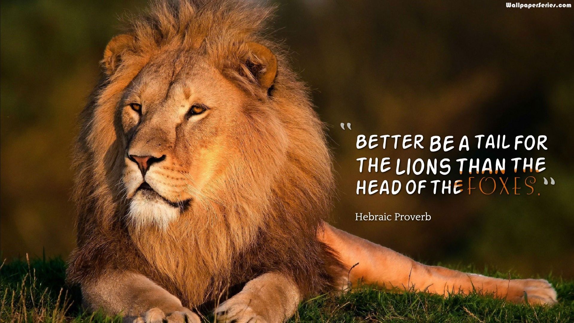 Lion Quotes Wallpapers