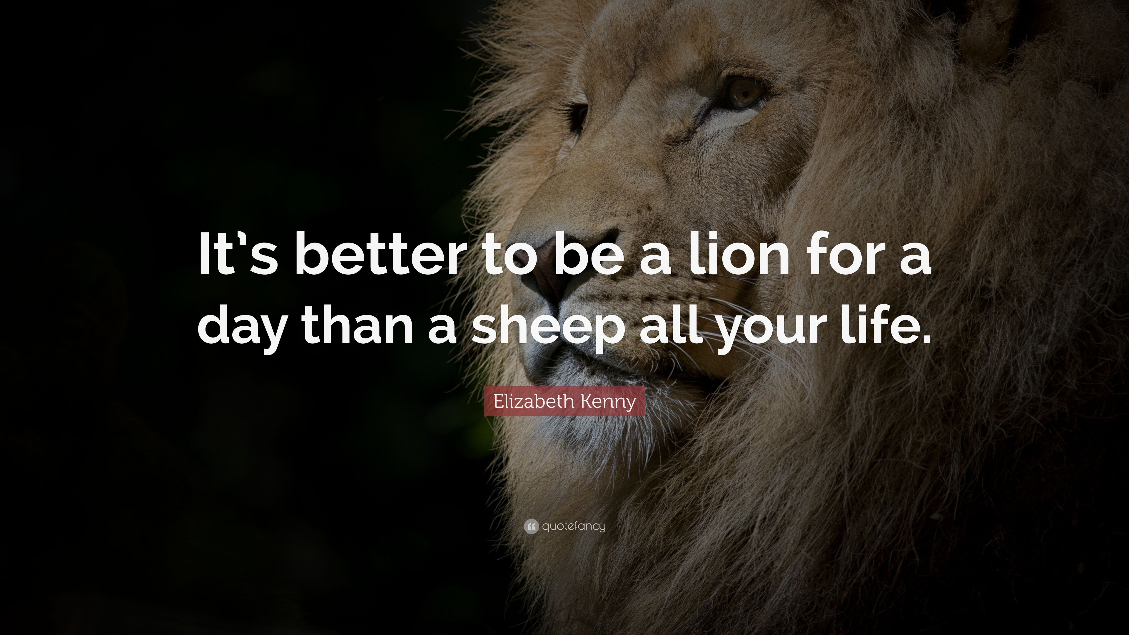 Lion Quotes Wallpapers