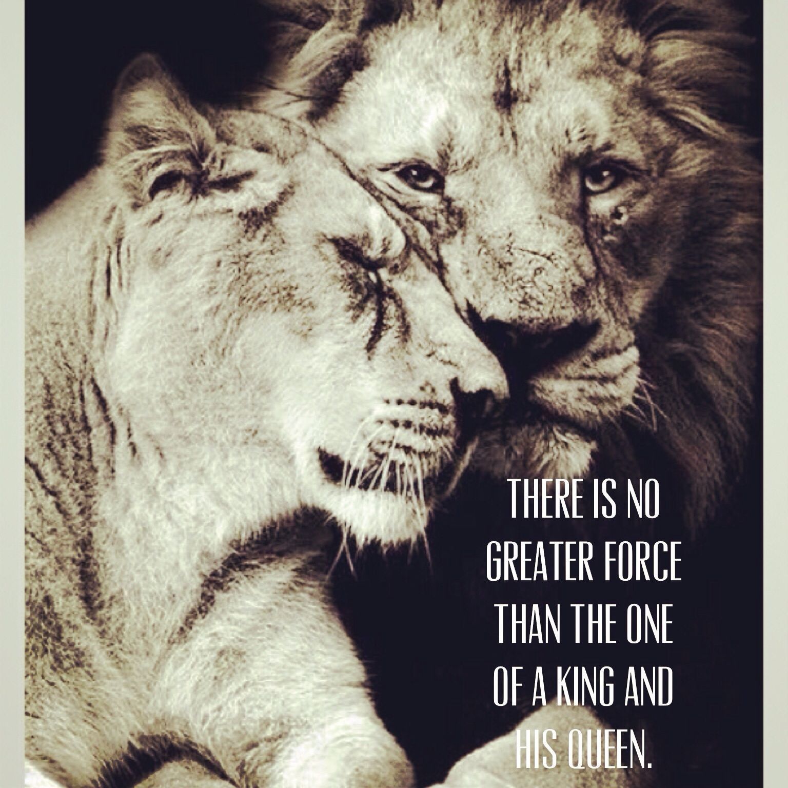 Lion Quotes Wallpapers