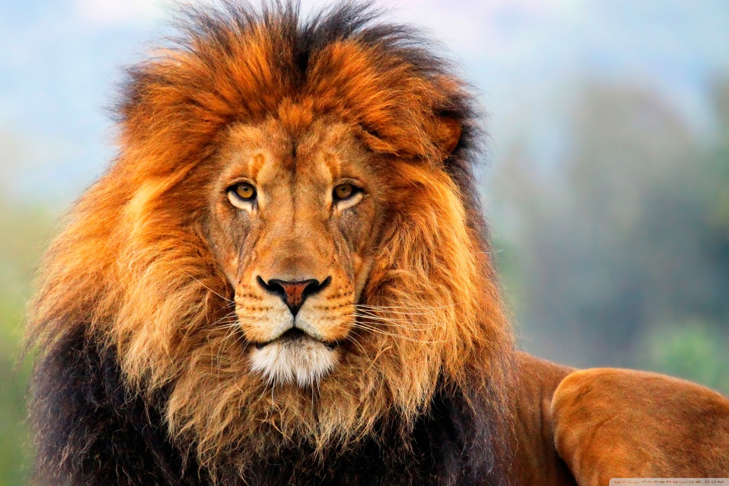 Lion Quotes Wallpapers