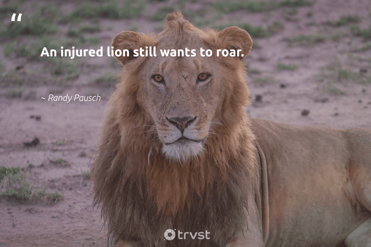 Lion Quotes Wallpapers