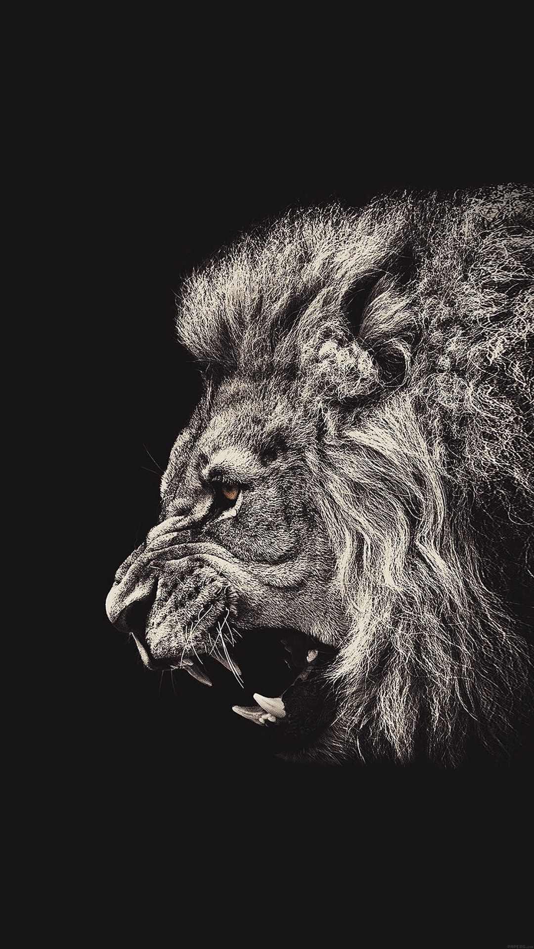 Lion 4K Iphone Wallpapers