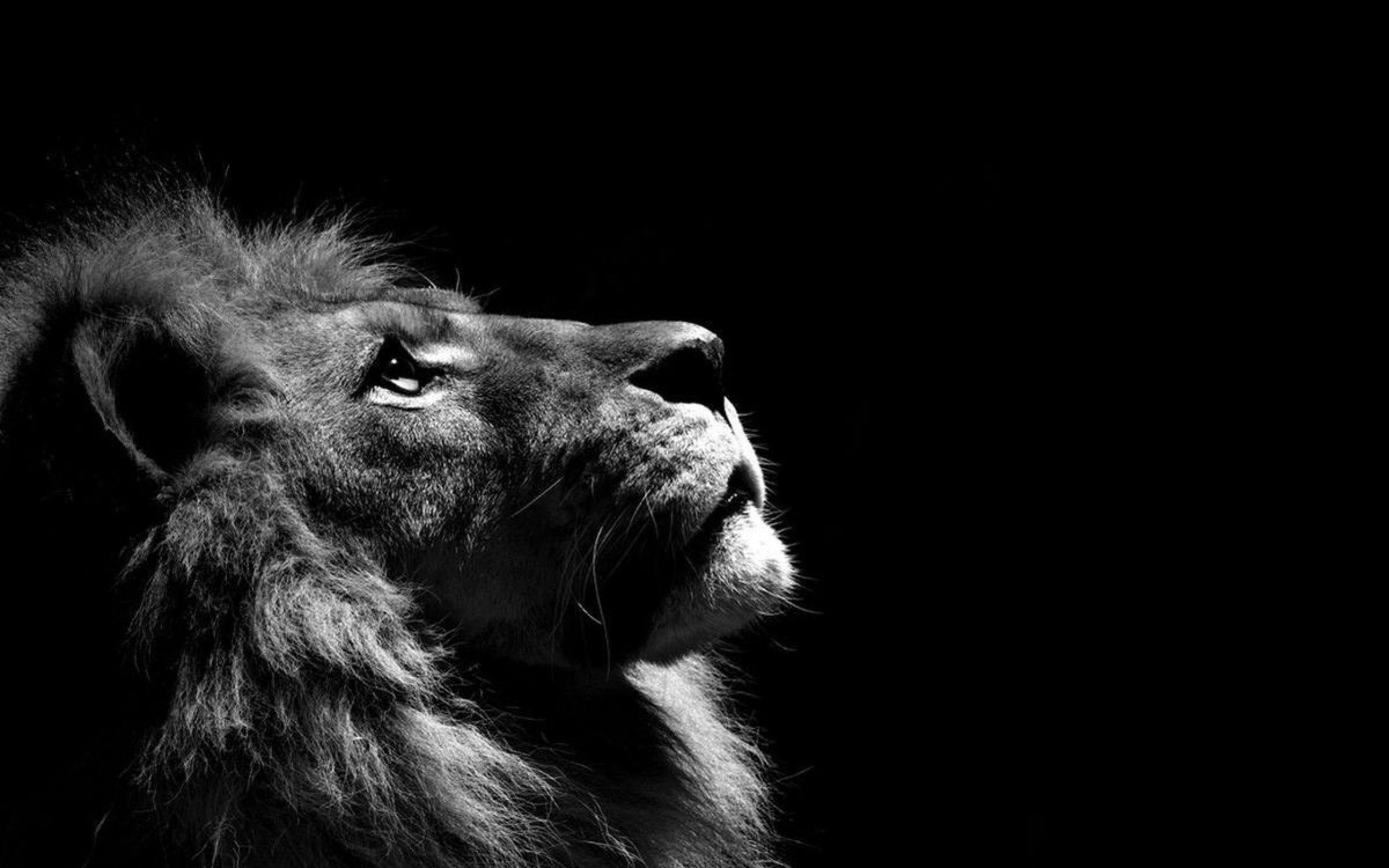 Lion Black And White Wallpapers