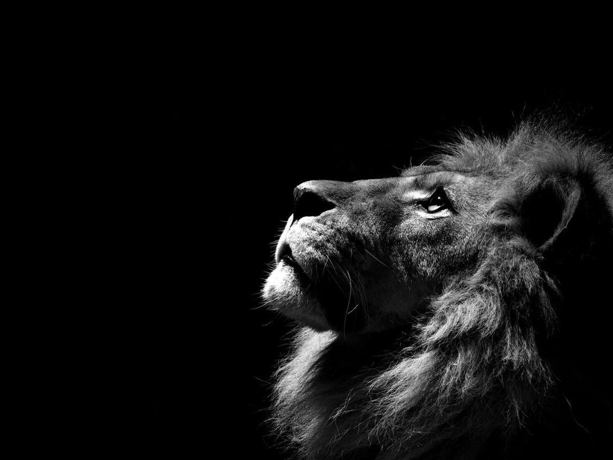 Lion Black And White Wallpapers