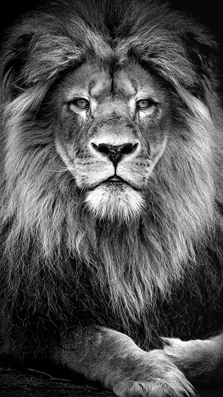 Lion Black And White Wallpapers