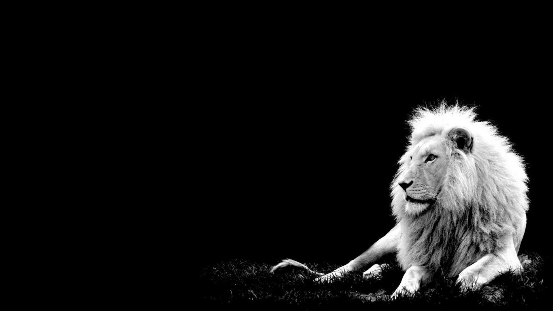 Lion Black And White Wallpapers