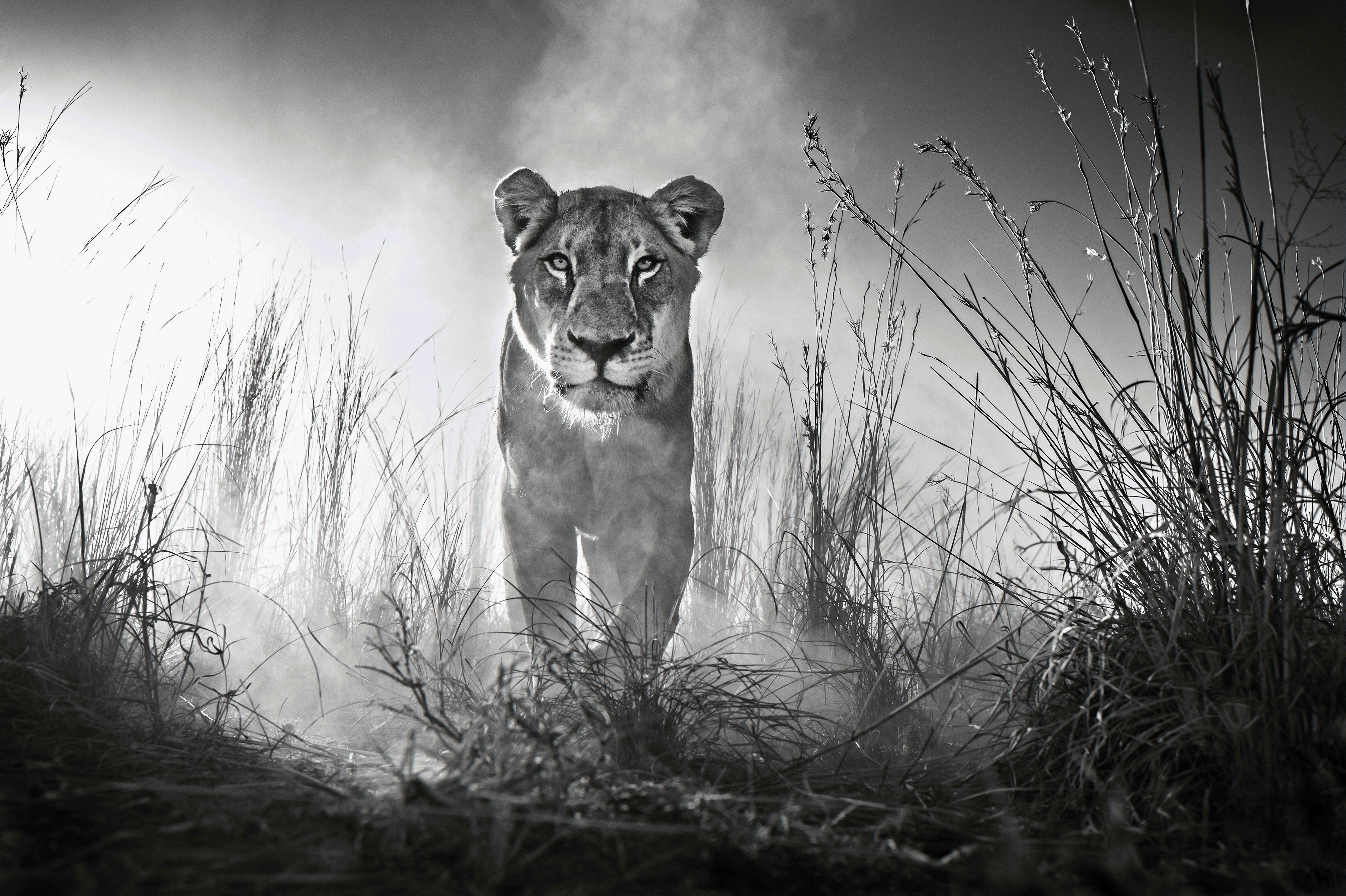 Lion Black And White Wallpapers